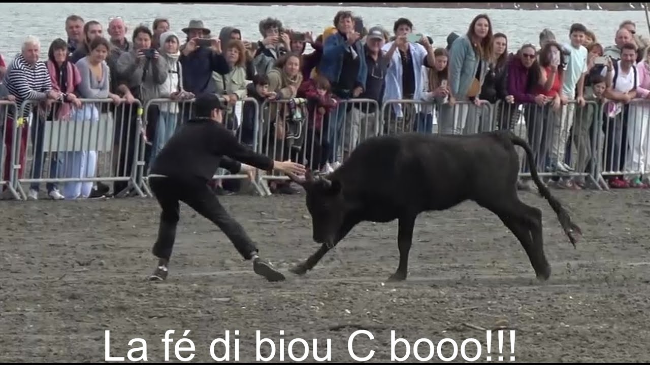 Les Saintes Maries de la Mer ▶Ferrade+ abrivado bandido◀ 23.10.2024