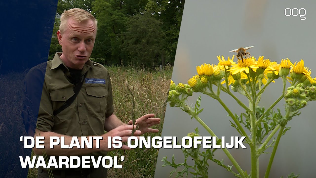 Jacobskruiskruid; giftig voor koeien, cruciaal voor biodiversiteit