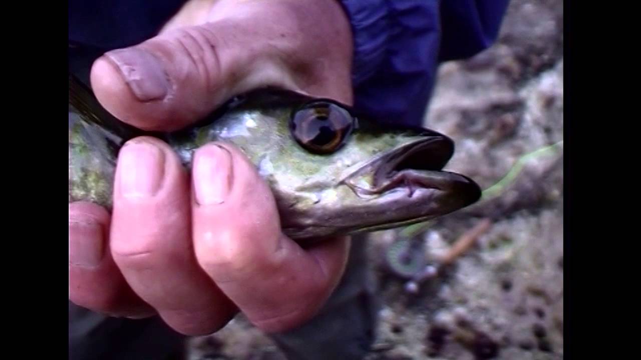 Fly Fishing With a Pinch of Salt ~ Part1