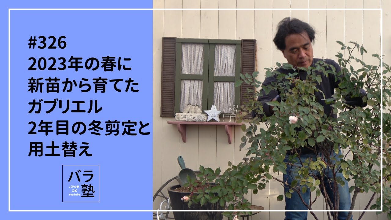 #326 2023年の春に新苗から育てたガブリエル2年目の冬剪定と用土替え