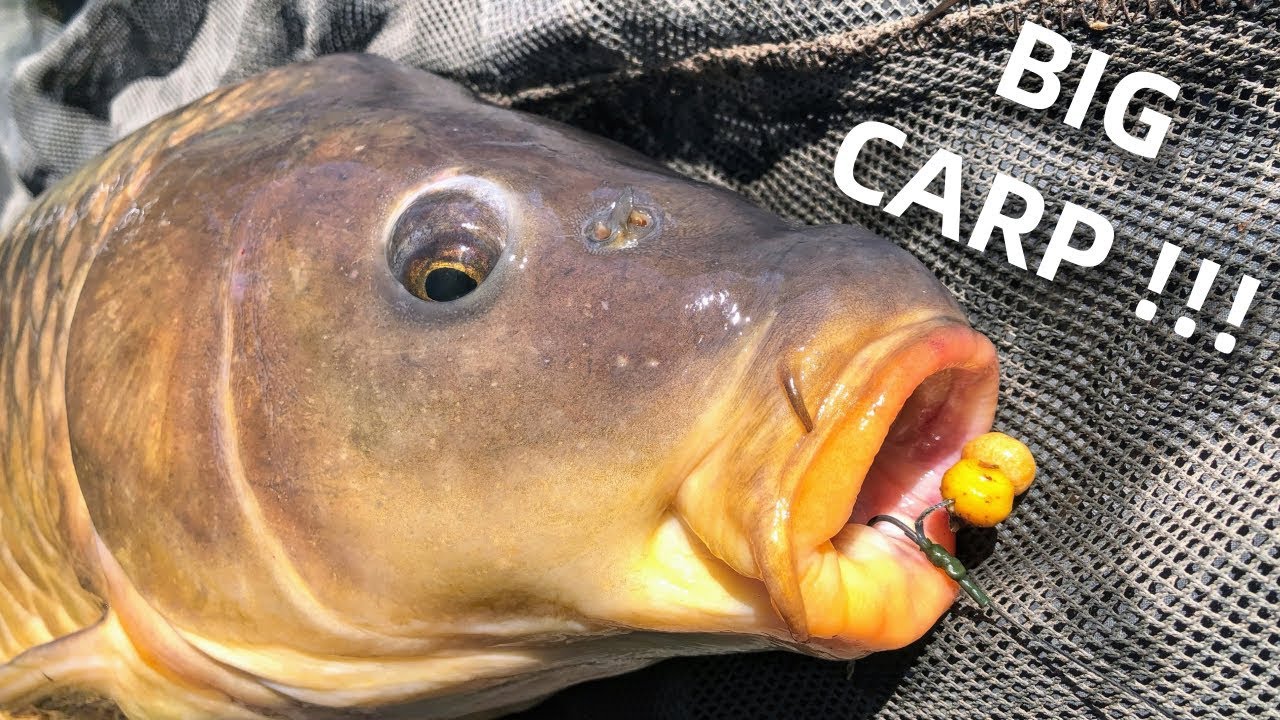 Using Pop-Up TIGER NUTS to Catch Carp (Incredible!)
