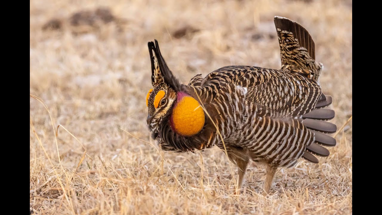 Greater Prairie-Chicken lek Nebraska 2025