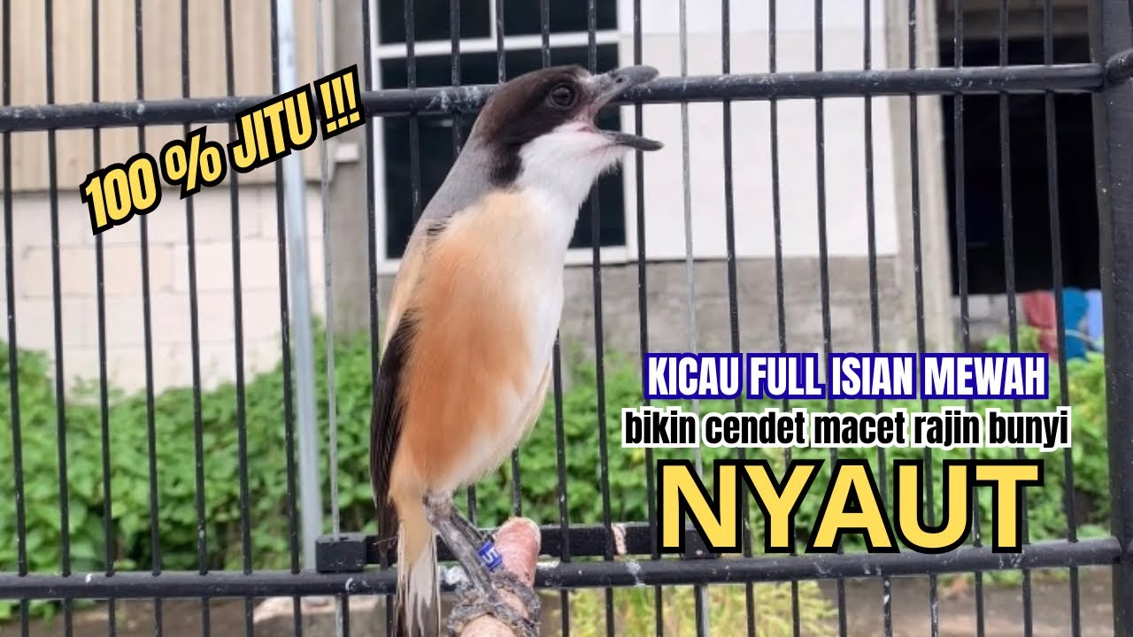cendet gacor AMPUH FULL ISIAN JERNIH,, PANCINGAN CENDET AGAR BUNYI bikin BURUNG PENTET GACOR EMOSI