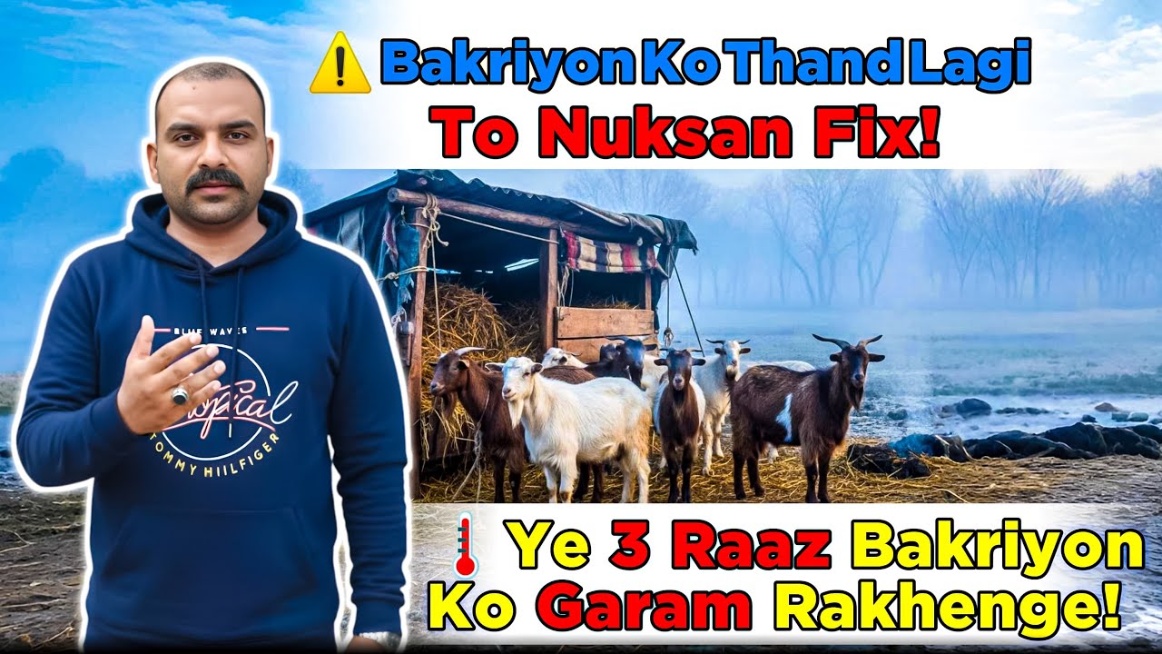 Bakriyon Ko Sardi Se Bachane Ke 3 Raaz — Ghar Ke Tareeqe Se! ❄️