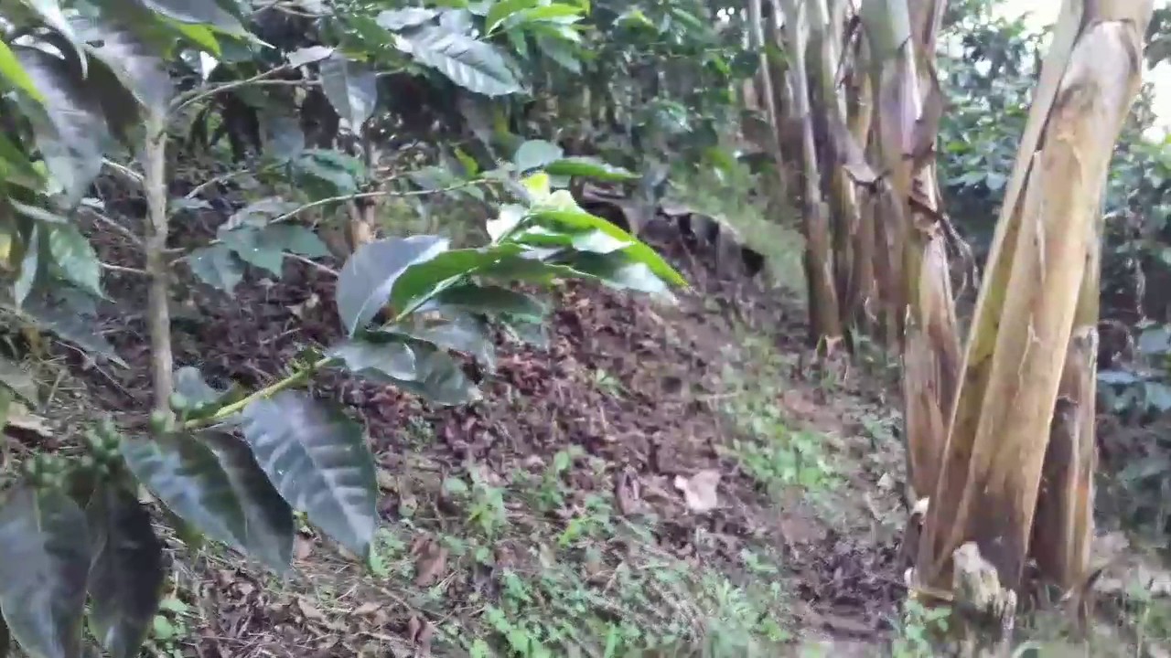 COMO CULTIVAR PLÁTANO ASOCIADO CON CAFE
