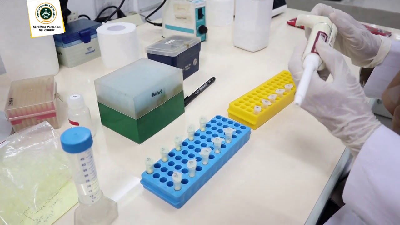 Deteksi Onion yellow dwarf potyvirus (OYDV) menggunakan metode RT-PCR