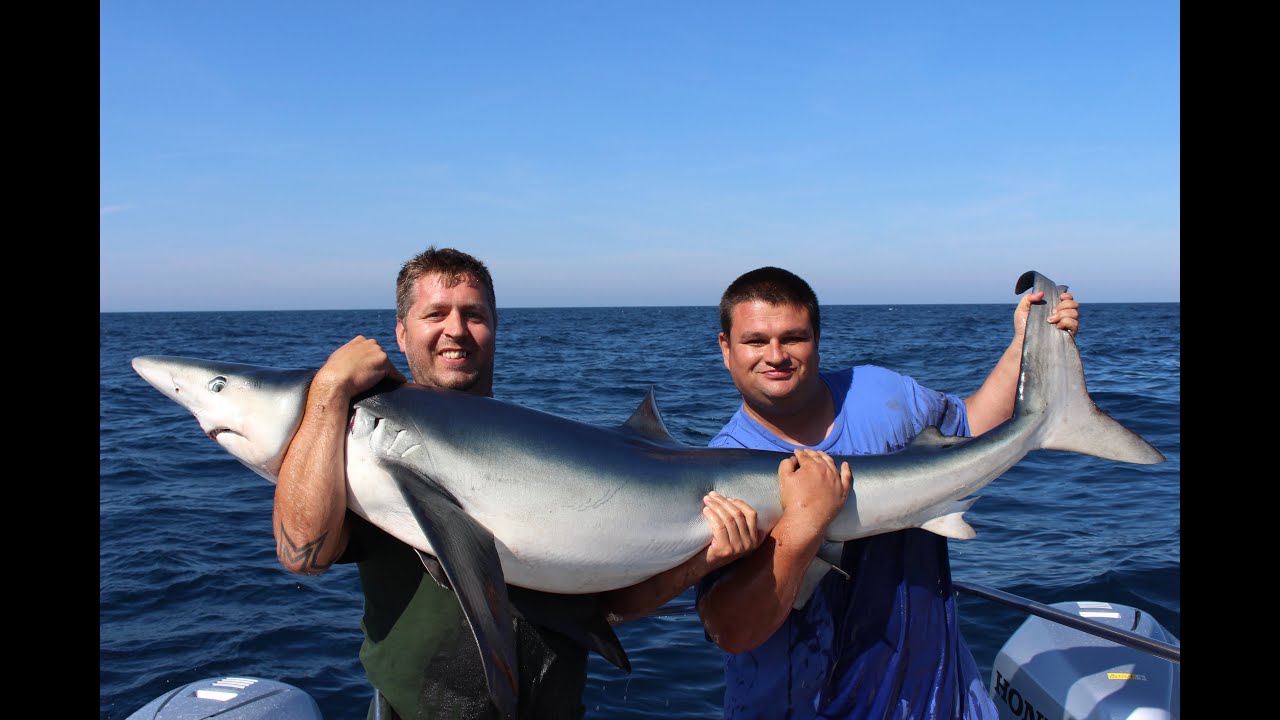 Shark fishing in the uk 2016