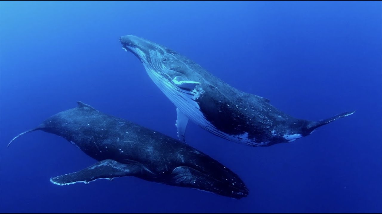 The Whale Song Trailer - Ocean Film Festival World Tour 24 AU