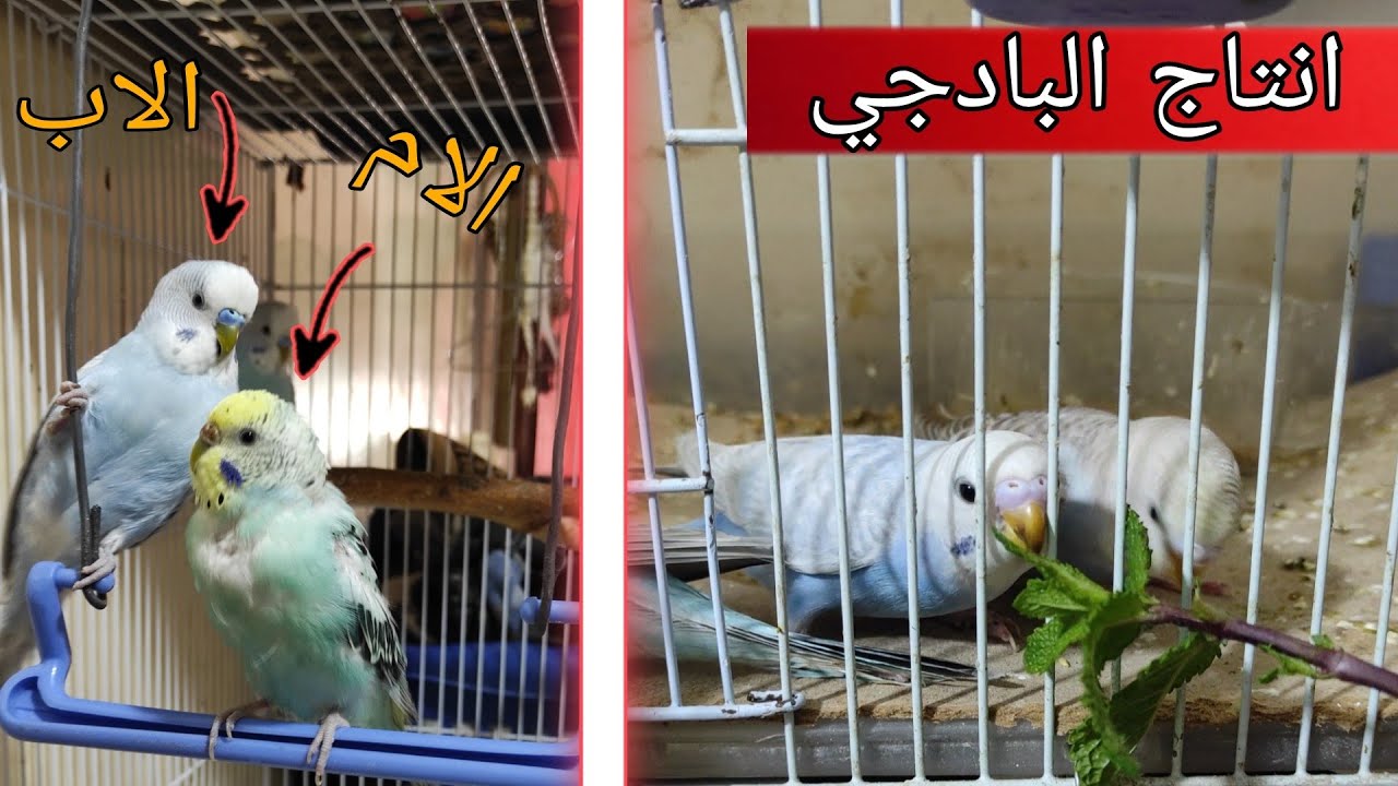 انتاج طيور البادجي و جولة في غرفة طيور