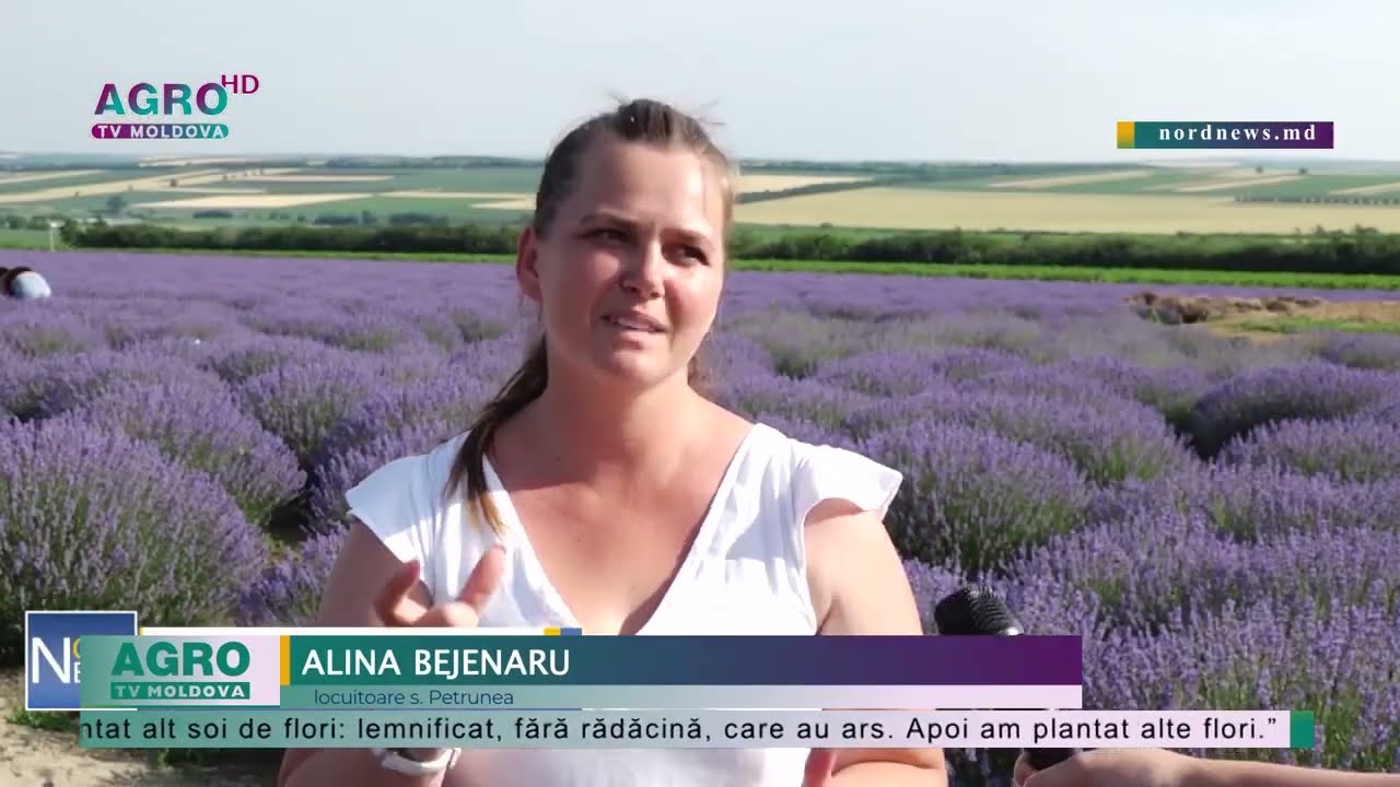 Lanurile de levănţică din satul Petrunea atrag zeci de vizitatori – AGRO TV News