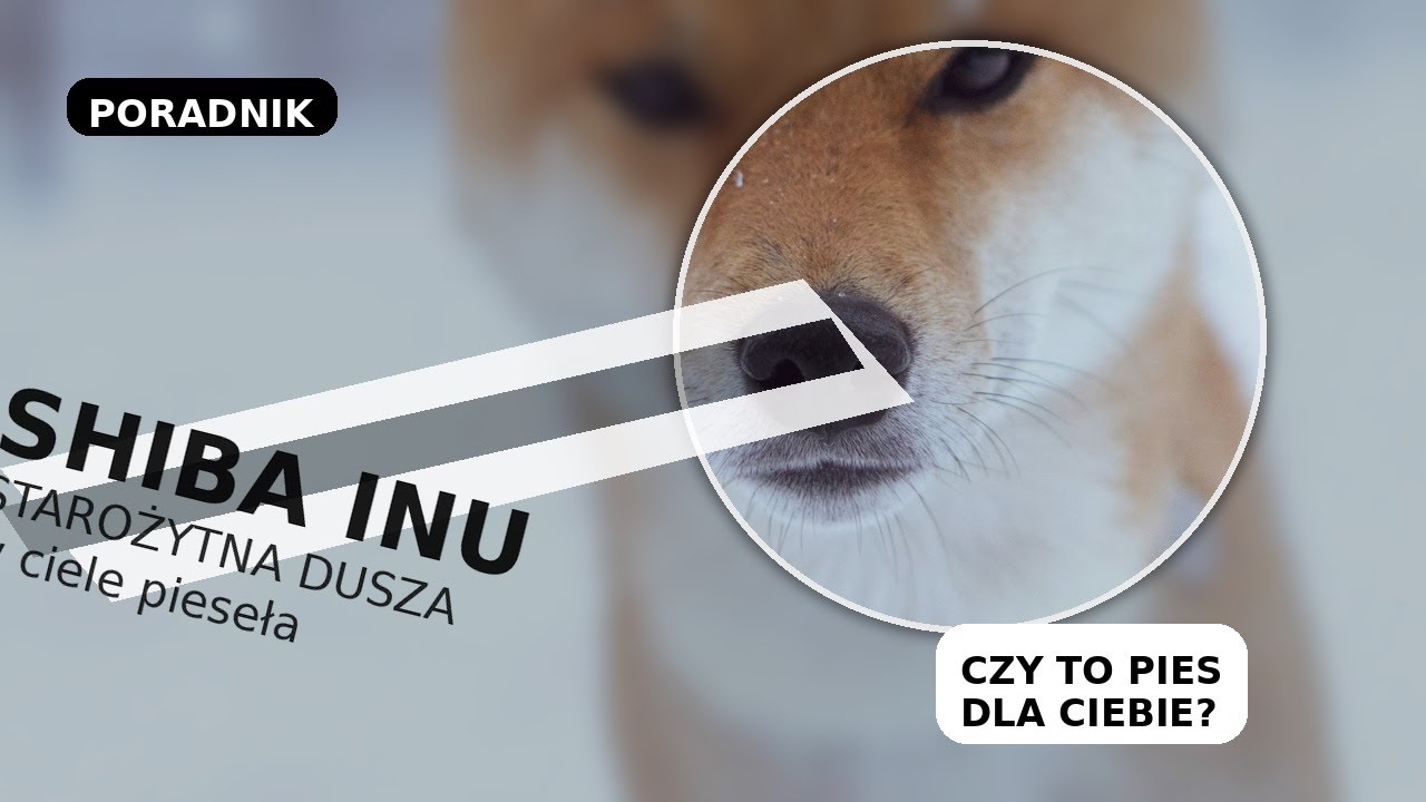 Shiba Inu. Mem a Towarzysz.