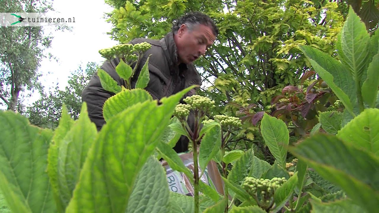 Houtsnippers in de tuin - Tuinieren.nl