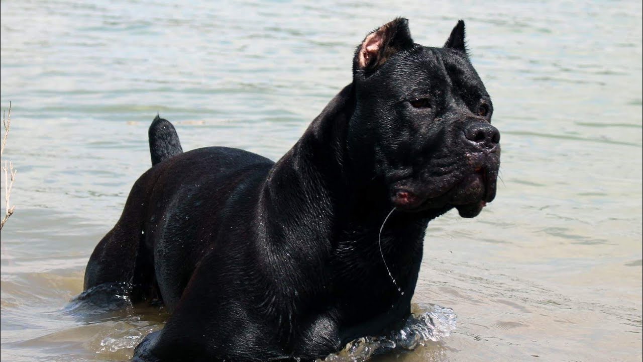 Has my Cane Corso Preacher changed since being gone?