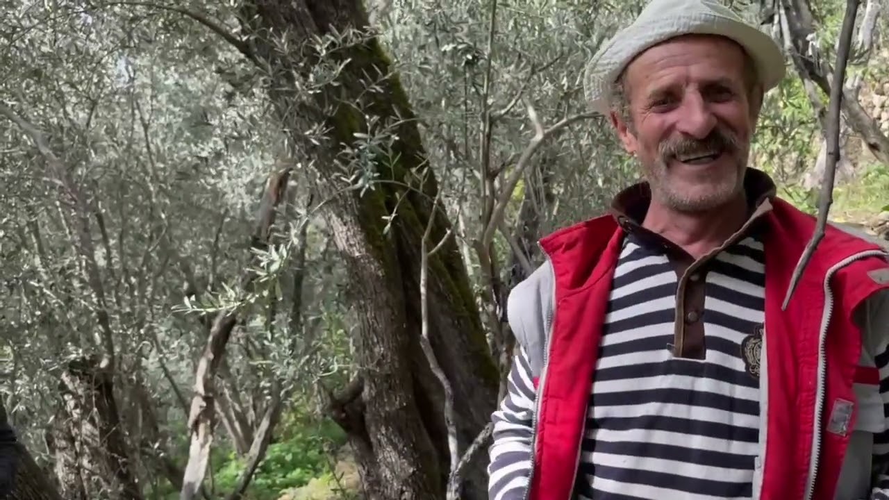 Türkiye'nin Kaliteli Zeytinin Hasatı Başladı Meşhur Yusufeli Zeytini.