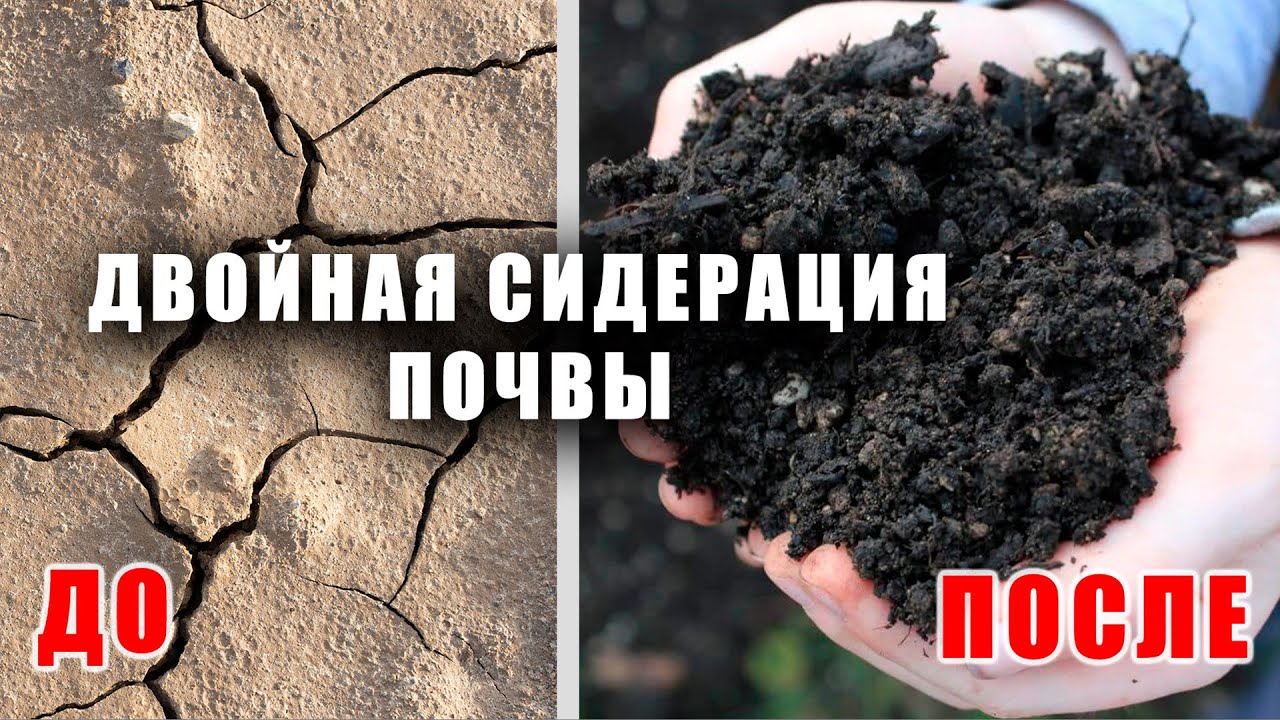 Двойная сидерация - плодородный чернозём даром!