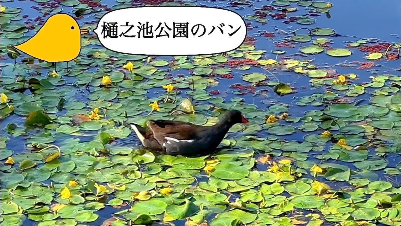 【野鳥動画】樋之池公園のバン