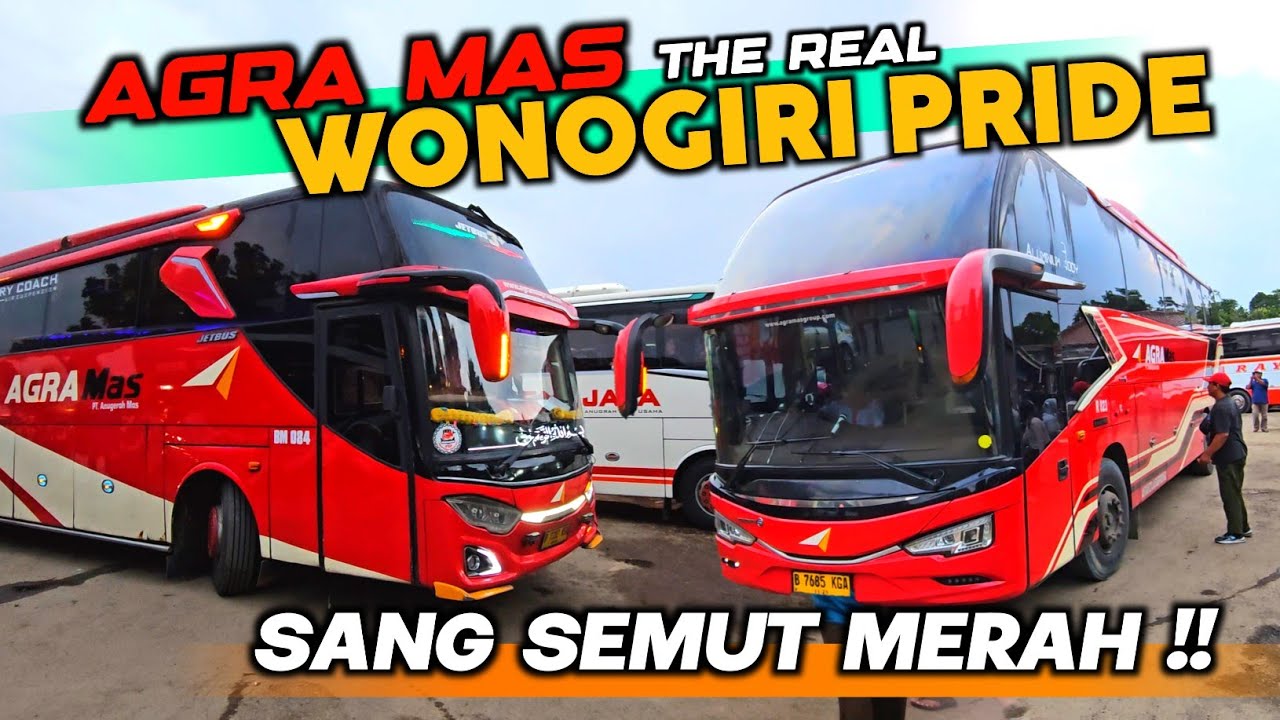SEMUT MERAH AGRA MAS 🔥❗THE REAL WONOGIRI PRIDE 😍