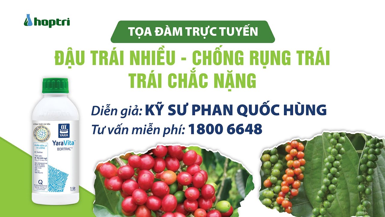 Tọa đàm trực tuyến: Đậu trái nhiều - Chống rụng trái, trái chắc nặng