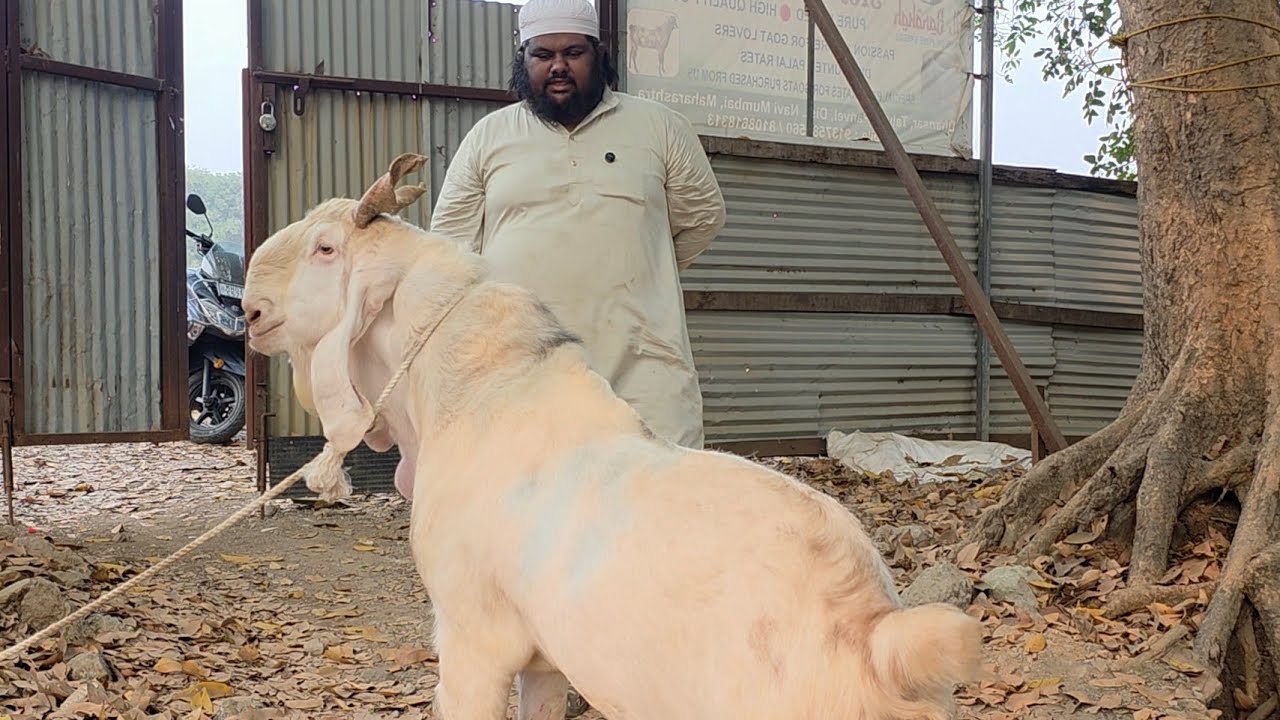 Al Barakah Goat Farm Taloja |  Andul Bakro Ka Collection In New Mumbai. 