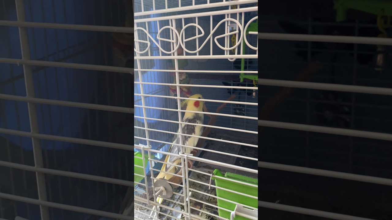 SINGING COCKATOO #SHORTS
