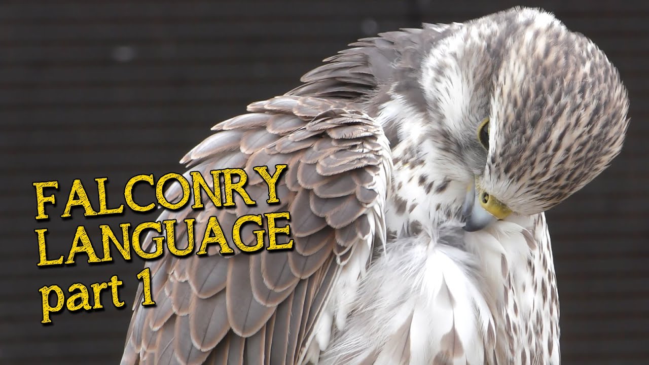 Falconry Basics | Phrases & Words Used In Falconry | Part 1