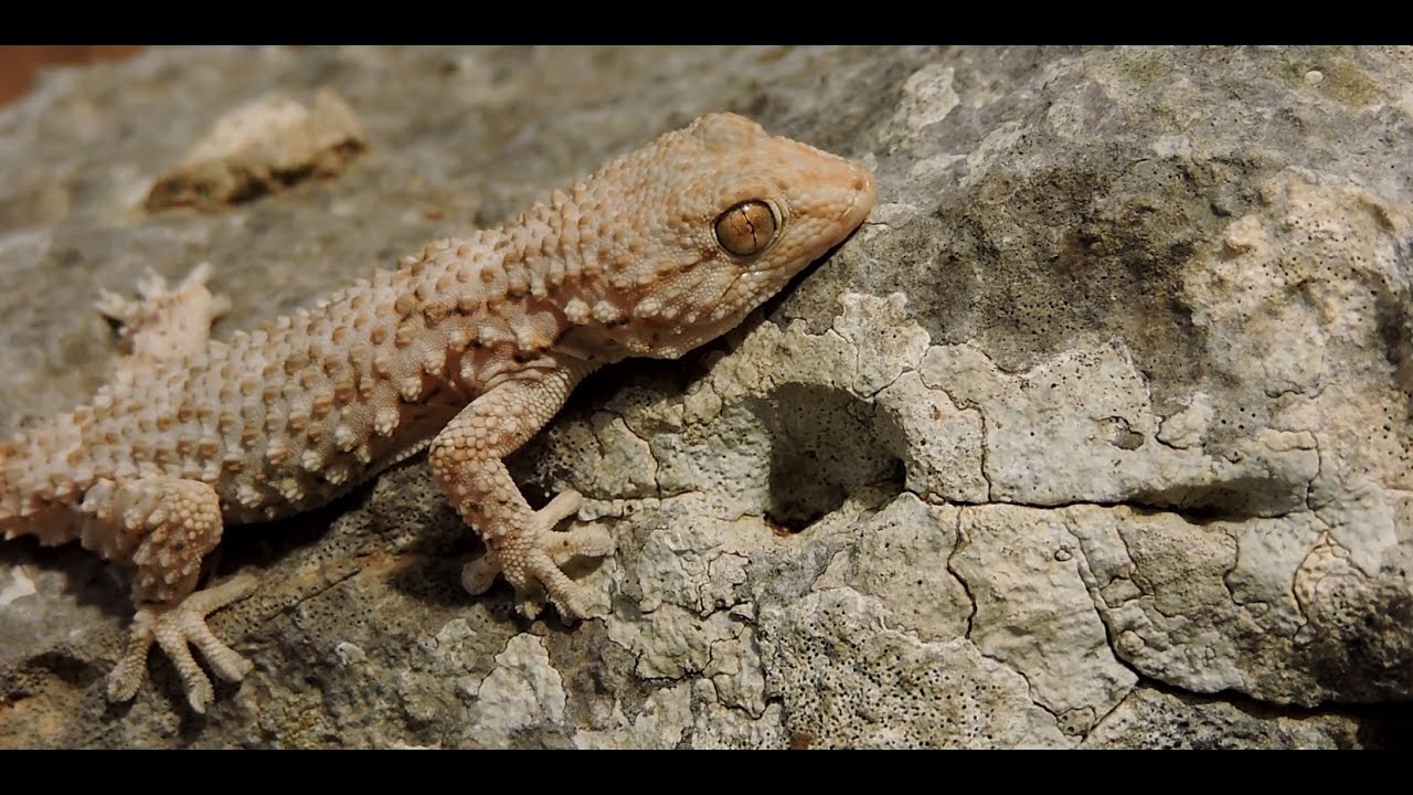 Herping Kos and Kefalonia 2025