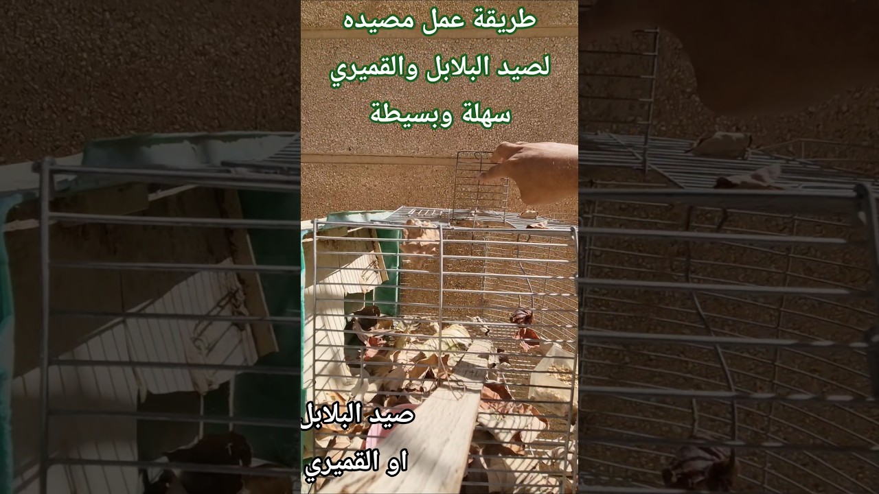 طريقة مناسبة وسهلة لصيد البلابل اوالقميري