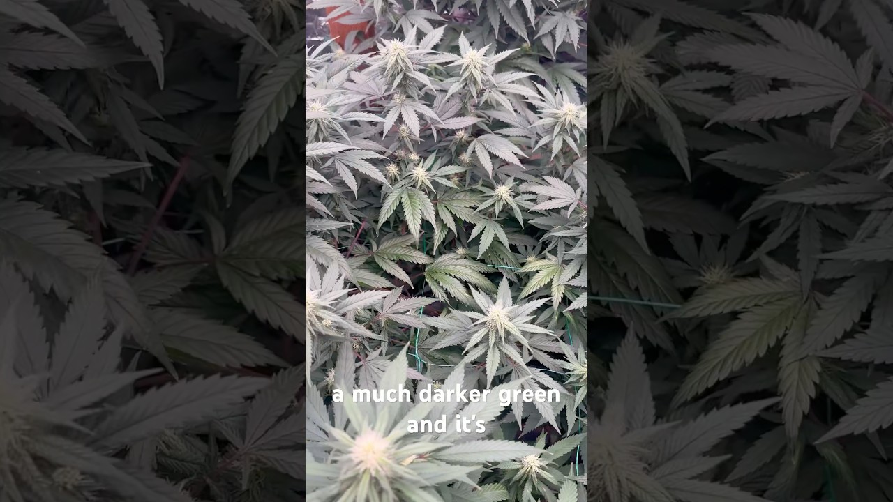 How to identify nutrient toxicity EARLY. How to treat nutrient buildup and identify lockout.