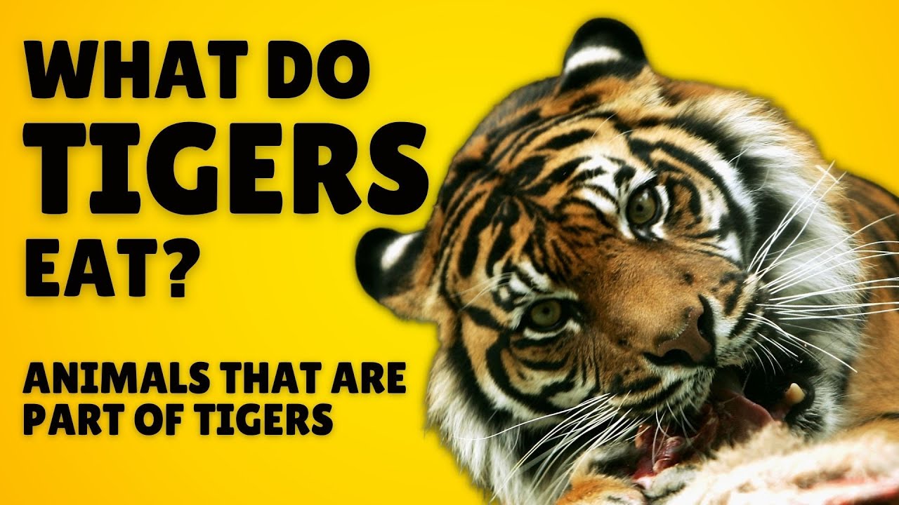 What do Tigers Eat - Tigers Diet in the Wild & in Captivity