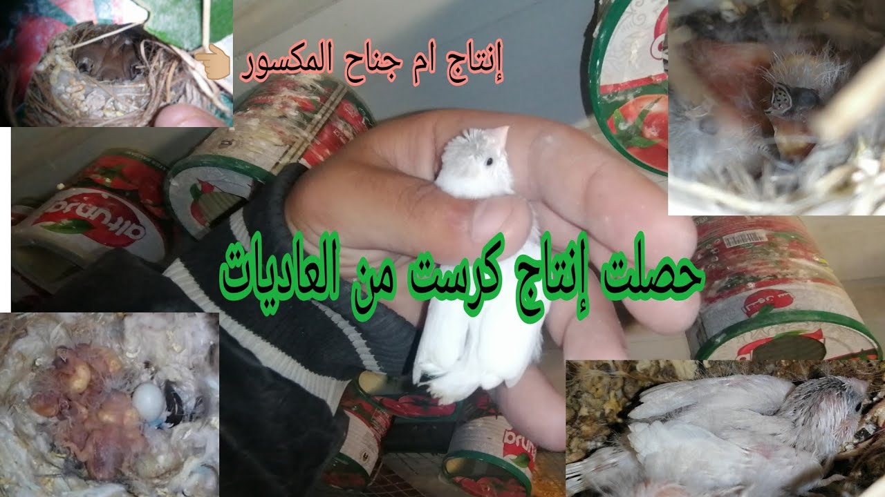 فتح اعشاش الفناجس 😍 اكثر افراخ صارت عندي 😘 ردت اوكع واتكسر 😁 طلع عندي كرست 😍♥️