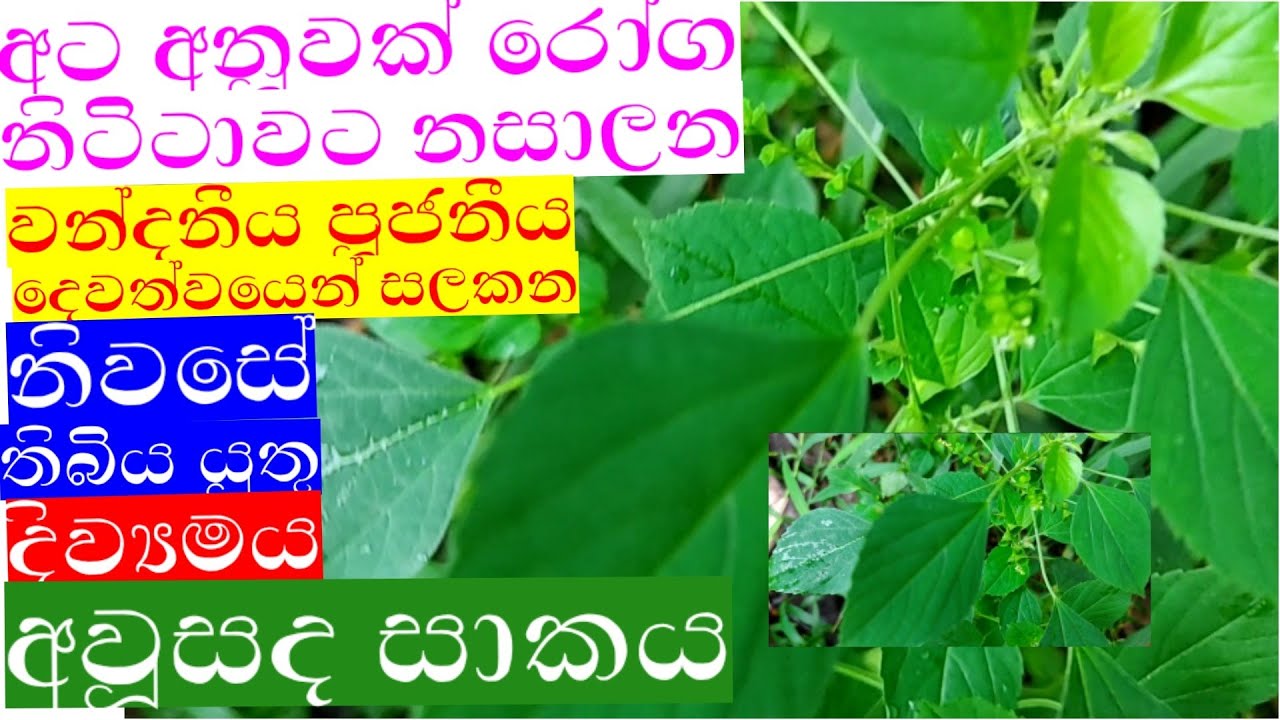 අට අනූවක් රෝග නසාලන කූප්පමේනිය|kuppameniya