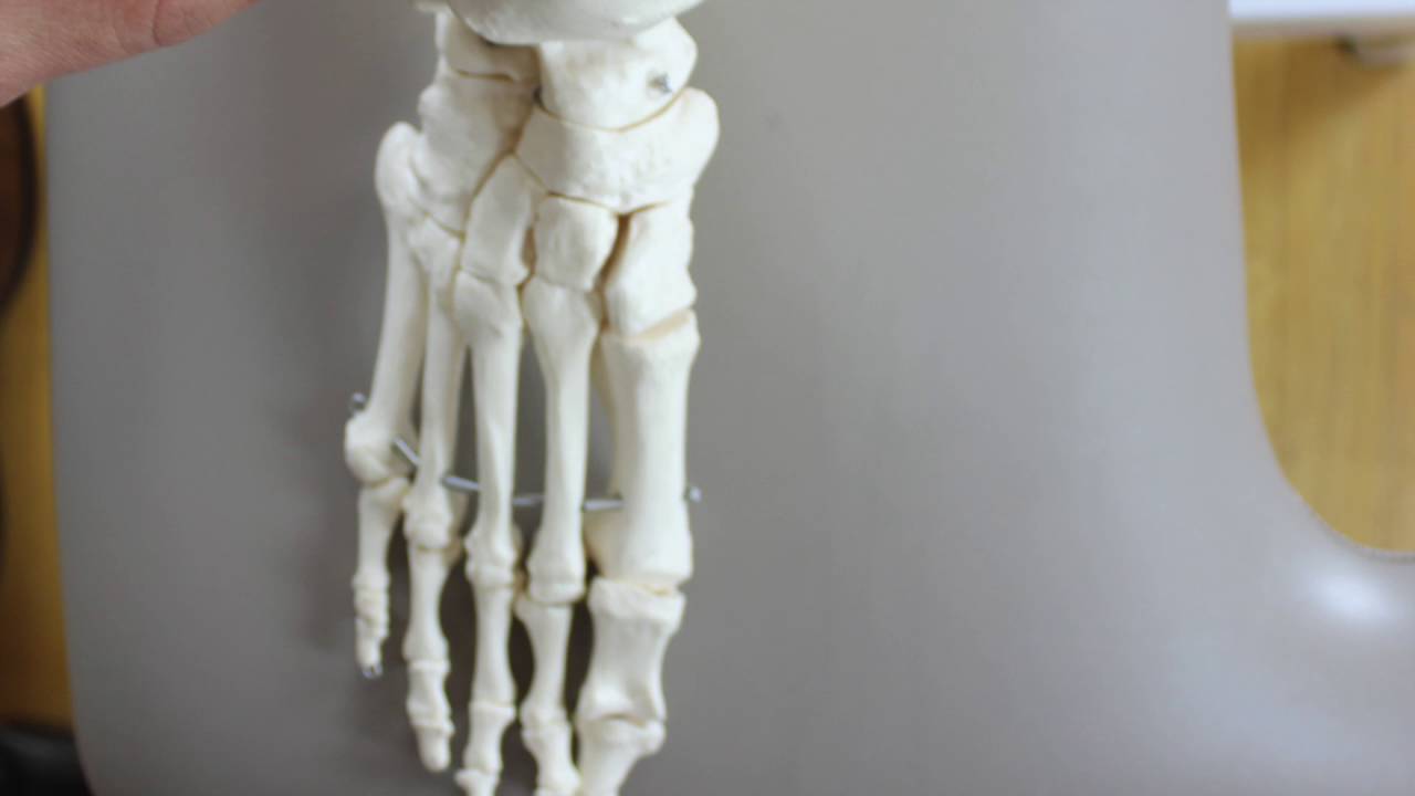 Sub-Talar Joint Neutral