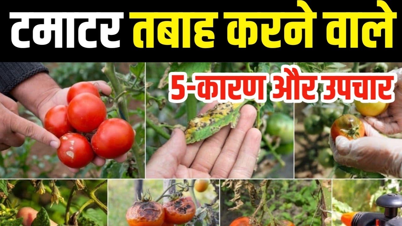 टमाटर को तबाह करने वाले 5 कारण और उपचार | Tomato Blight | Tomato Wilt control
