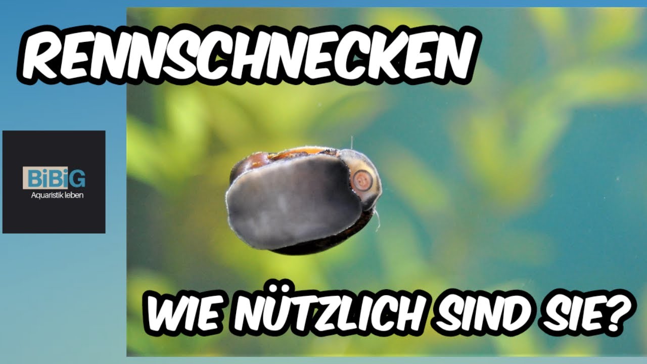 Rennschnecken - Neritina turrita | Haltung der nützlichen Algenfresser für saubere Aquarien | BiBiG