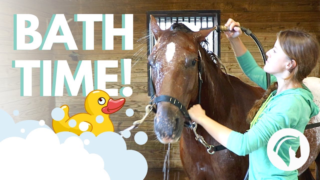 How to Bathe a Horse (Step-By-Step Guide)