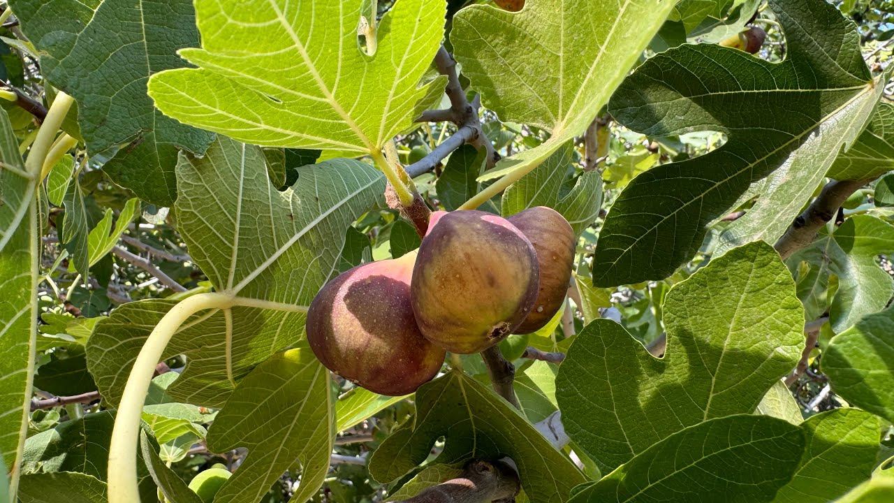 Late August 2024 Fig Hunting