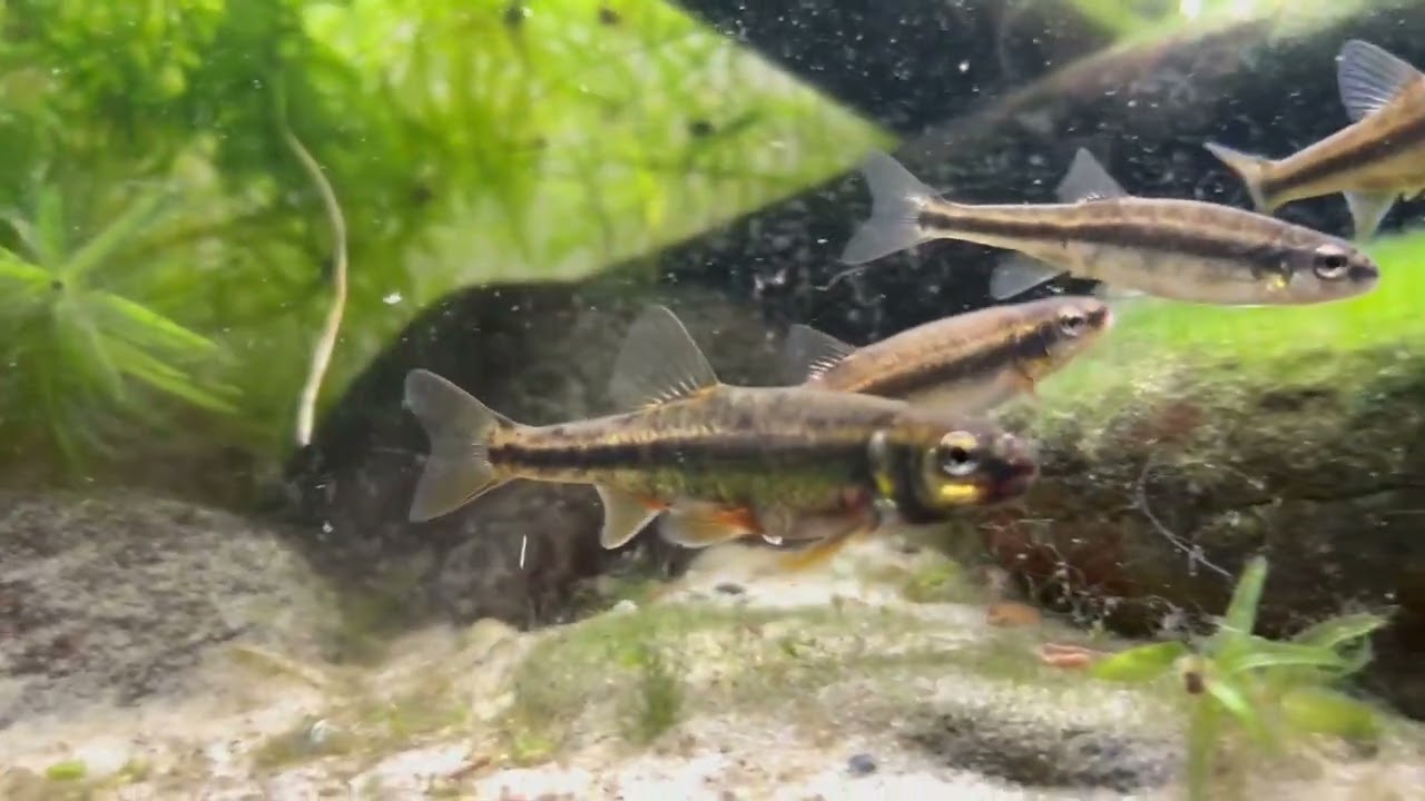 Eurasian Minnows Phoxinus phoxinus (2 year update)
