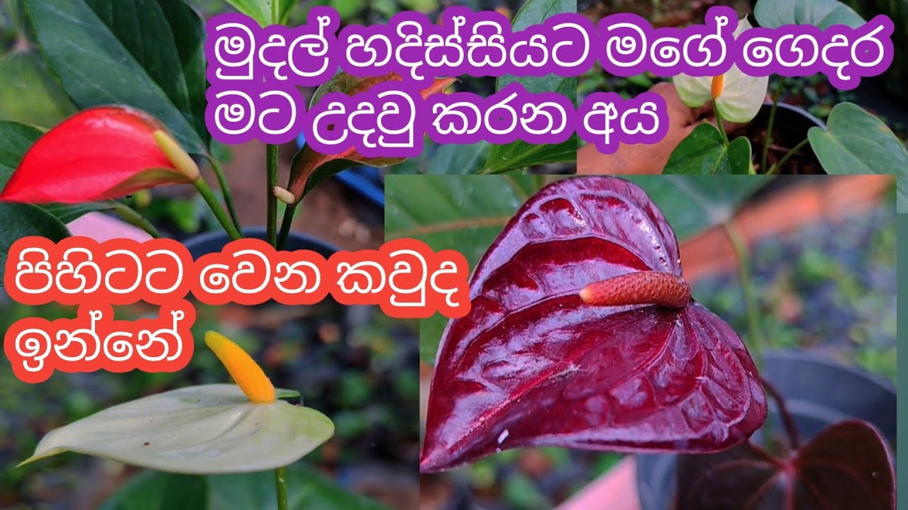 ණය නොවි ඕන දේවල් කරගන්න විදිය || ඔයාලටත් පුලුවන්