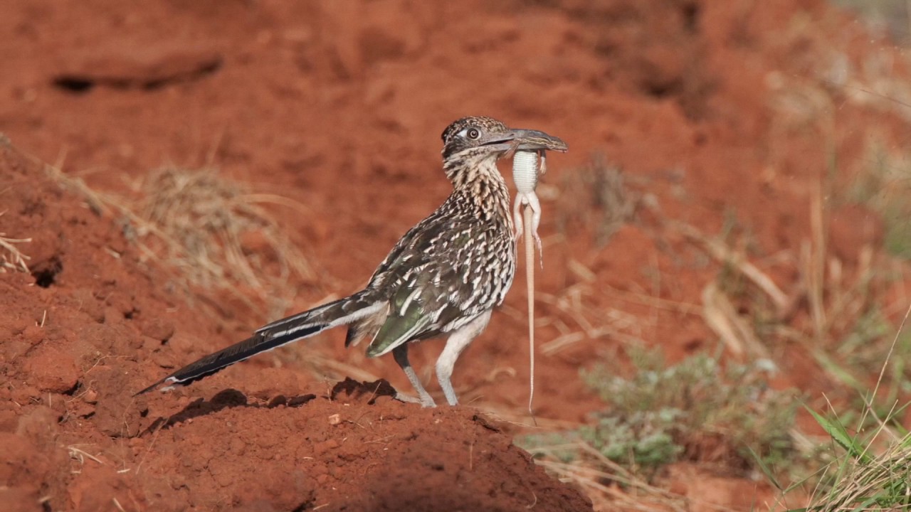 Roadrunners and Quail