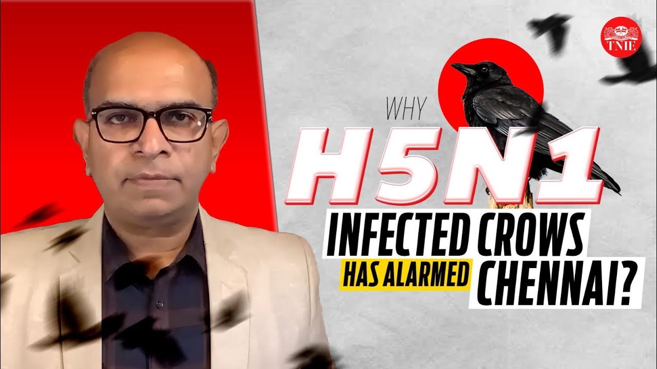 В Ченнаи возникла паника из-за вируса H5N1 после гибели ворон. Медицинский эксперт объясняет ситу...