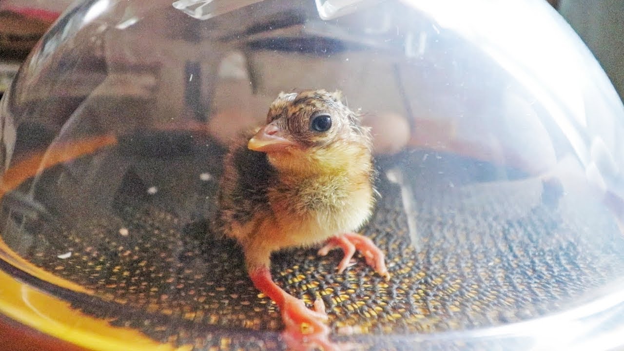 The Loneliest Pheasant | Brinsea Maxi Advance