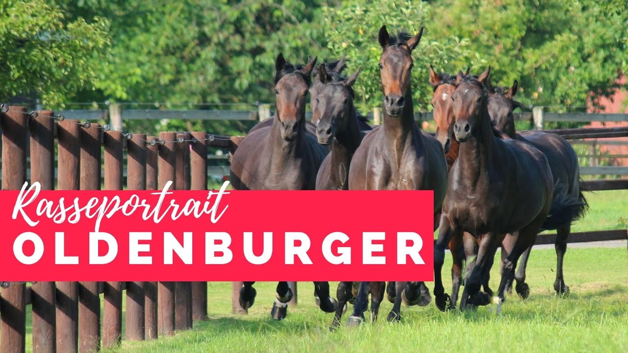 Oldenburger Warmblut – der Turnierprofi