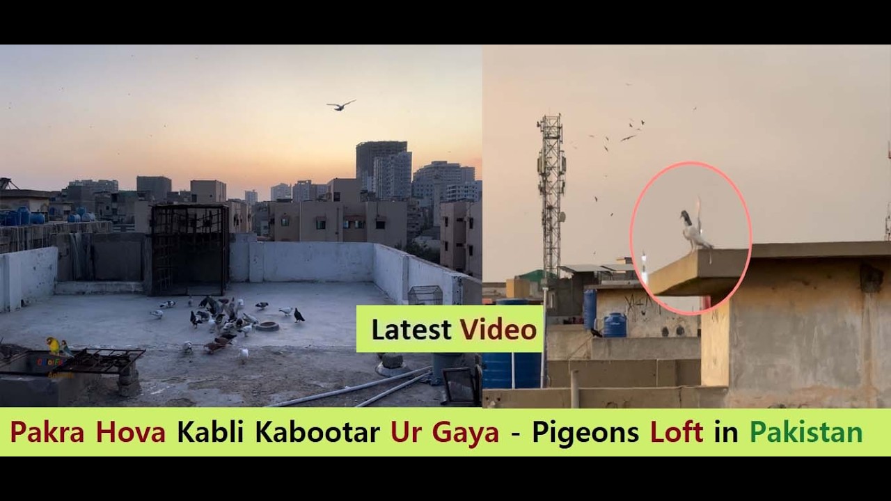 Pakra Hova Kabli Kabootar Ur Gaya - Pigeons Loft in Pakistan