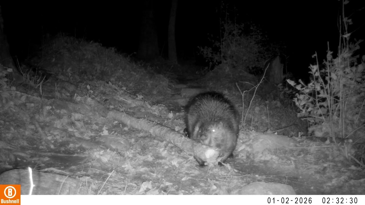 Beavers being Busy 