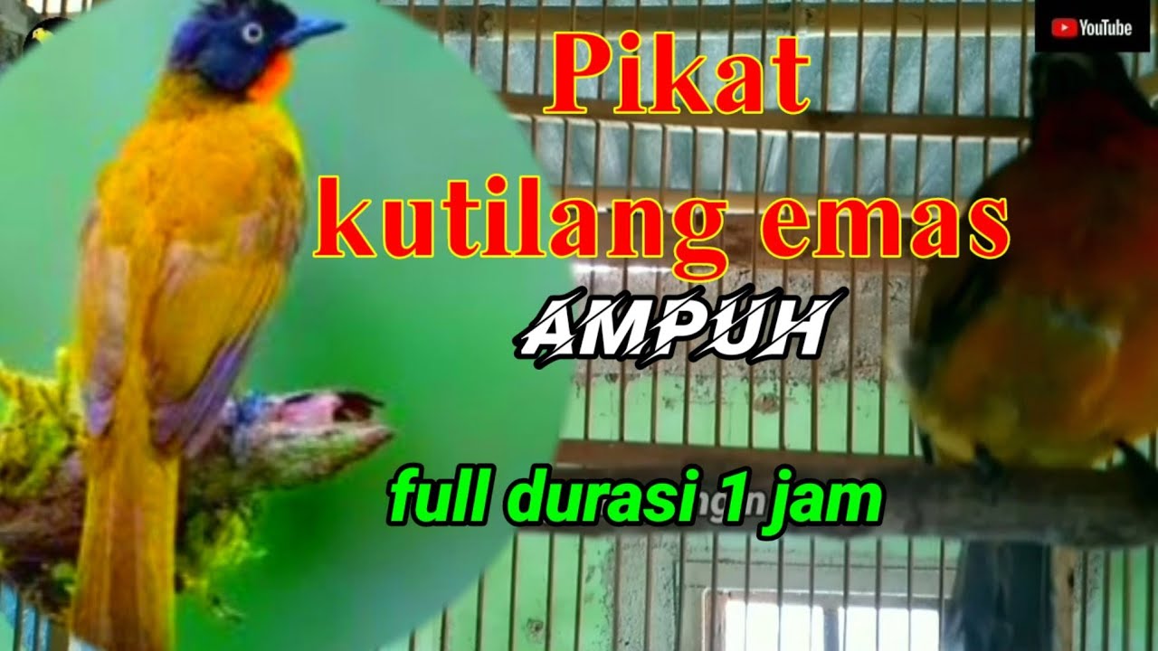 Pikat kutilang emas ampuh terbaru, pancingan kutilang emas bahan @nangkringangin