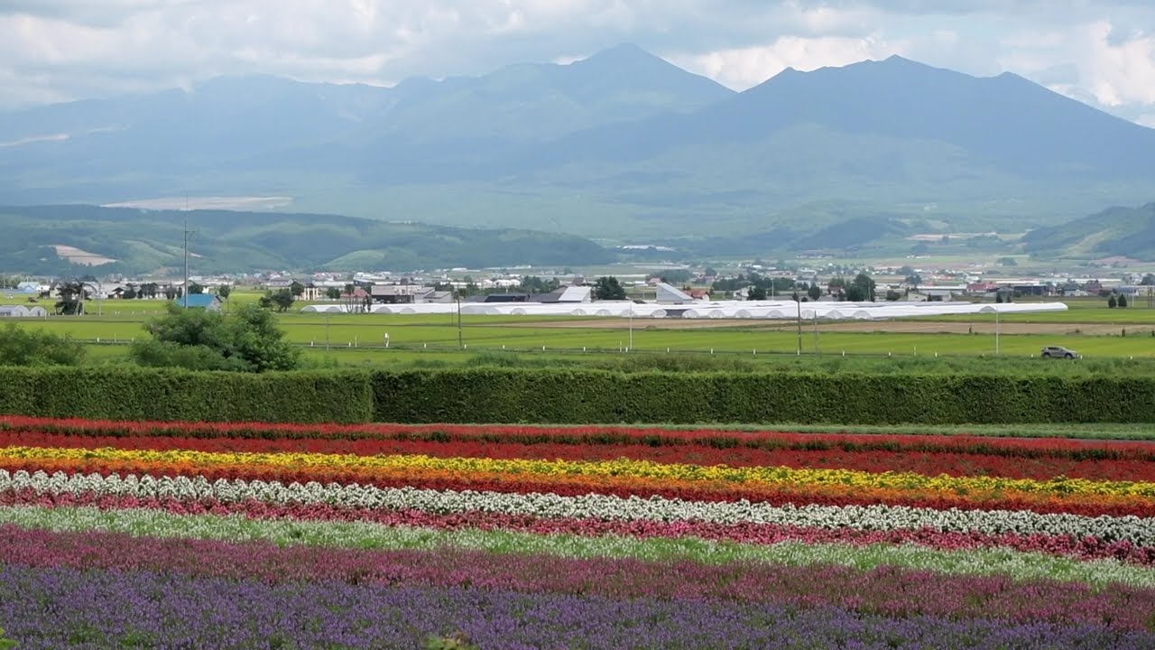 富良野線・富良野美瑛ノロッコ号・花畑をゆく　DSC 6730