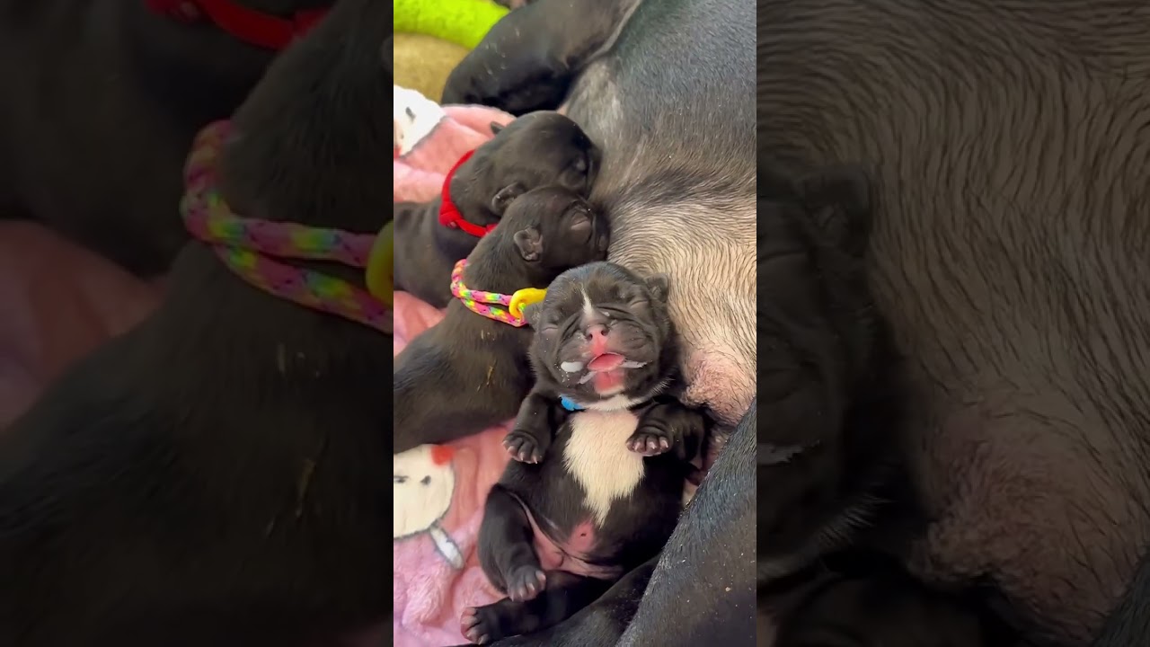 Newborn puppy milk nap #shorts
