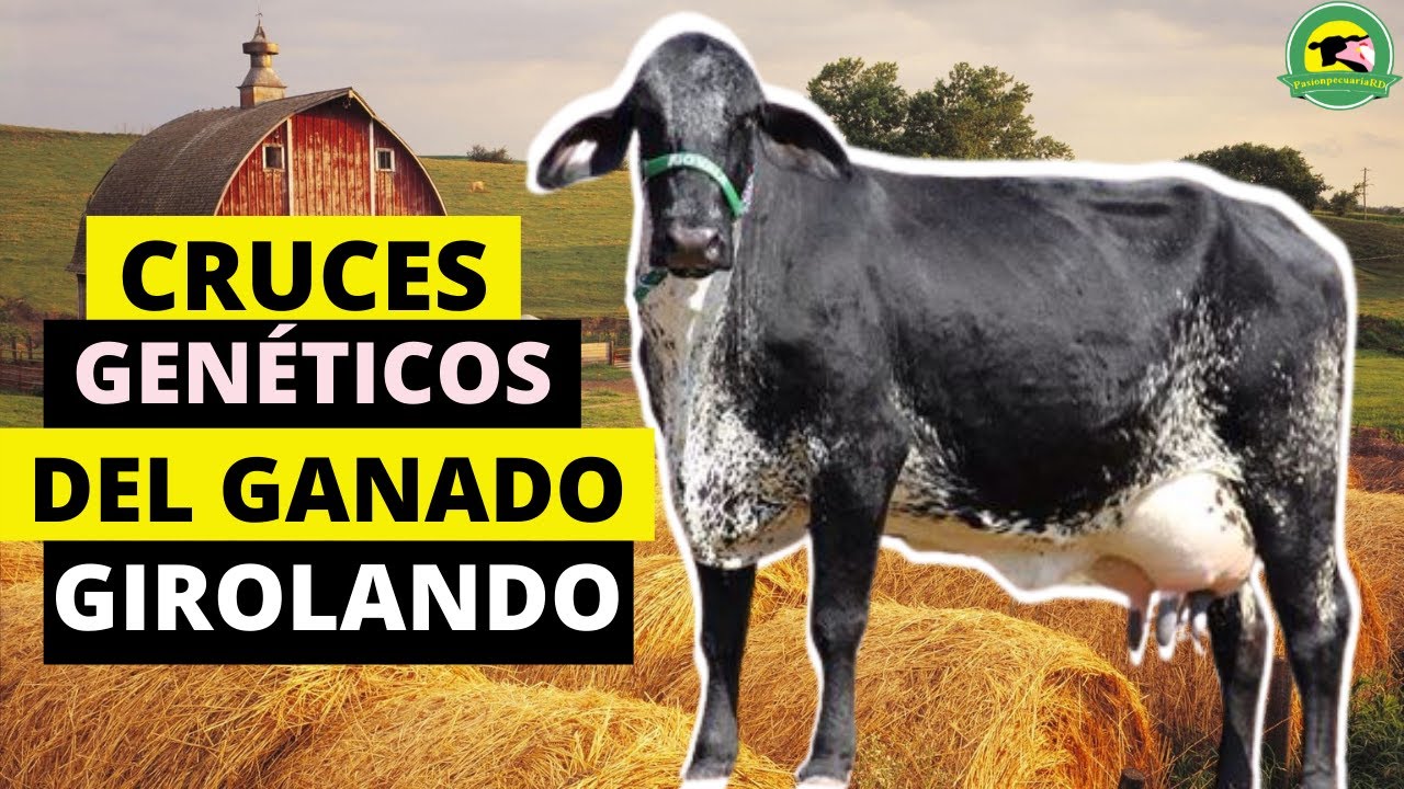 DIFERENTES CRUCES GENÉTICOS DEL GANADO GIROLANDO🔴(Ventajas Y Desventajas)🐮|PasionPecuariaRD