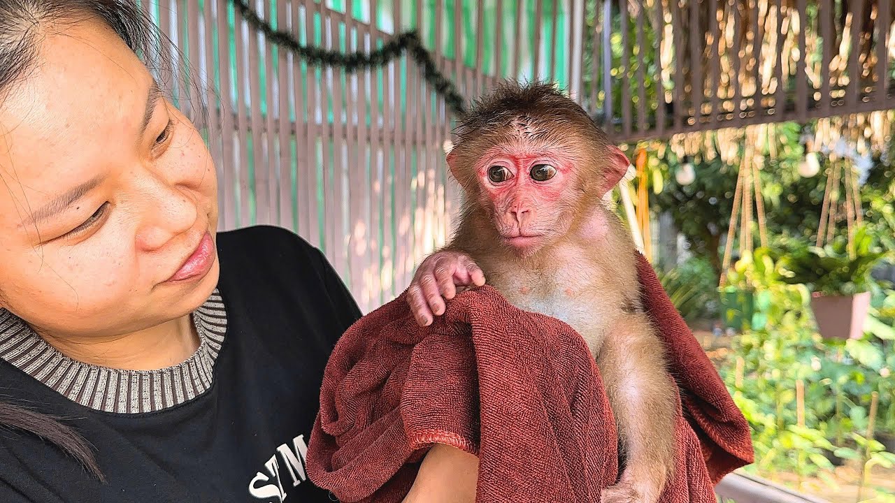 The funny baby monkey is amused by its mother's talent.