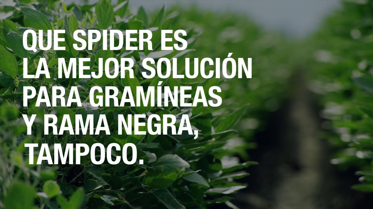Spider Pre Roll Final